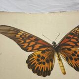 Antique butterfly engraving 1900 naturalist botanical plate