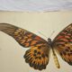 Gravure ancienne papillon 1900 planche botanique naturaliste