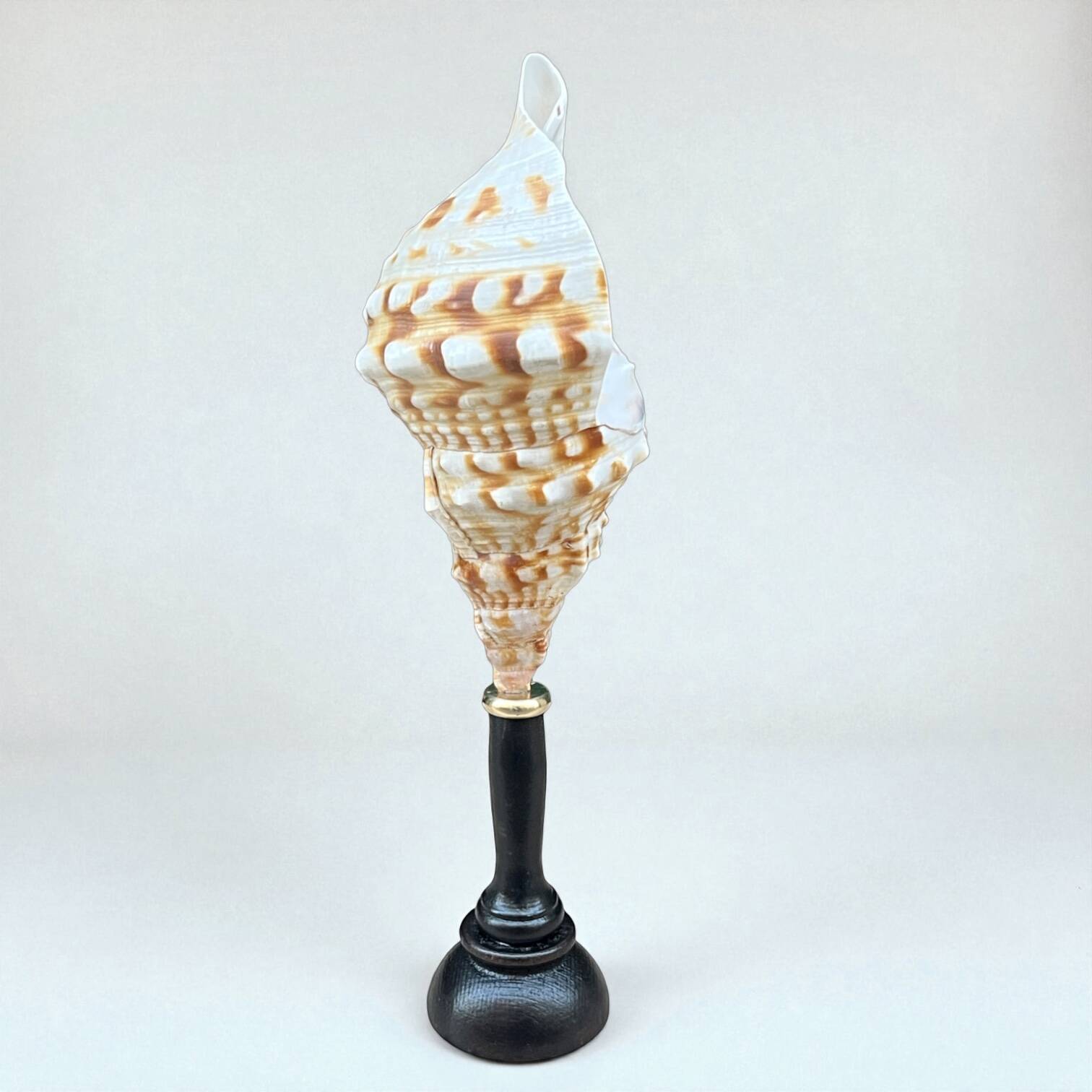 Cabinet of Curiosities: Triton Shell on a wooden base, late 19th century