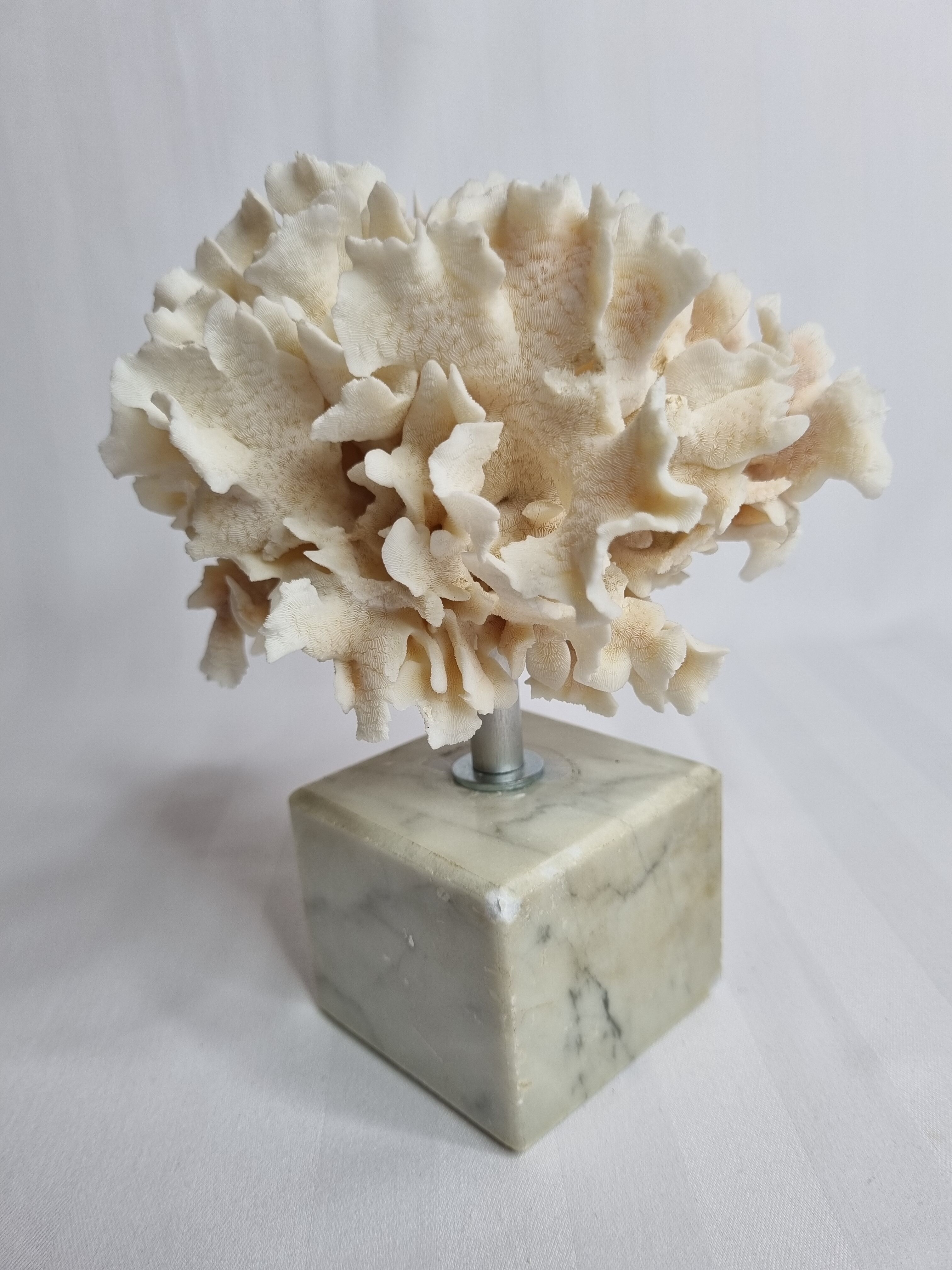 Ancient white coral on marble base