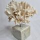 Ancient white coral on marble base