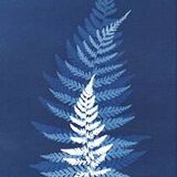 Original Cyanotype Print "LES FOUGERES" 21 x 30 cm with Frame