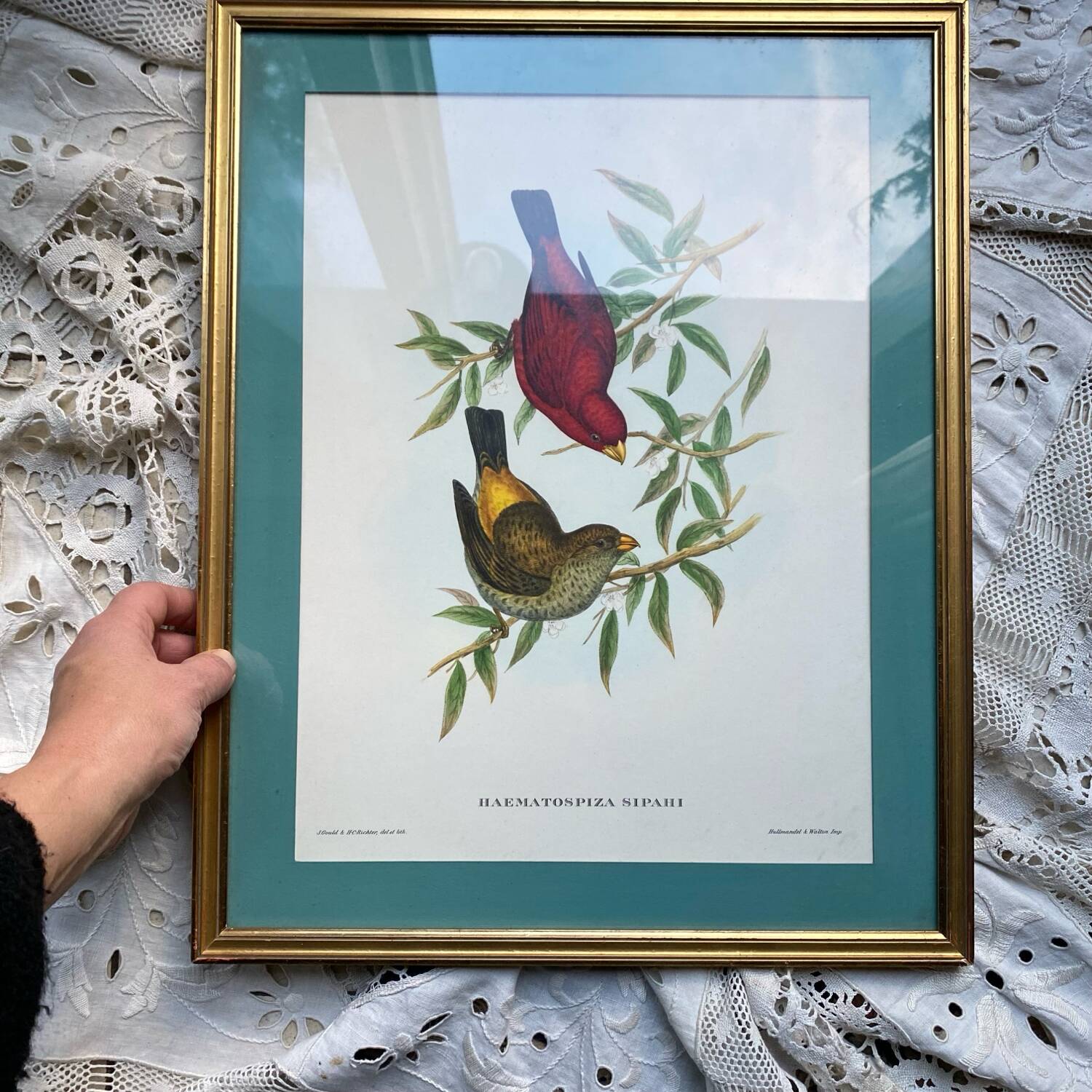Framed zoological plate of birds