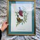 Framed zoological plate of birds