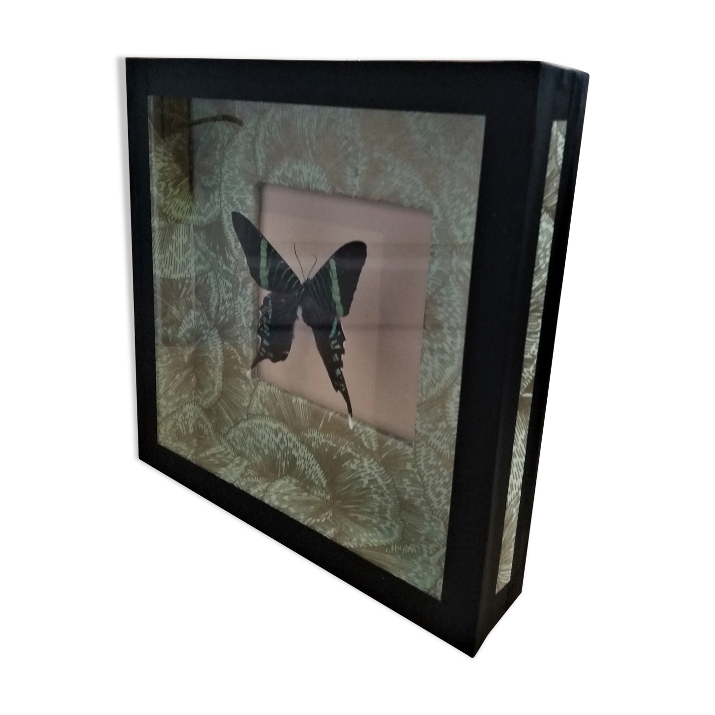Entomology frame with butterfly urania leilus