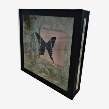Entomology frame with butterfly urania leilus