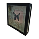 Entomology frame with butterfly urania leilus