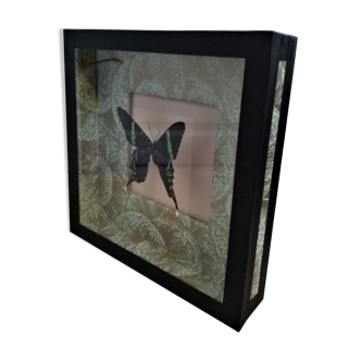 Entomology frame with butterfly urania leilus