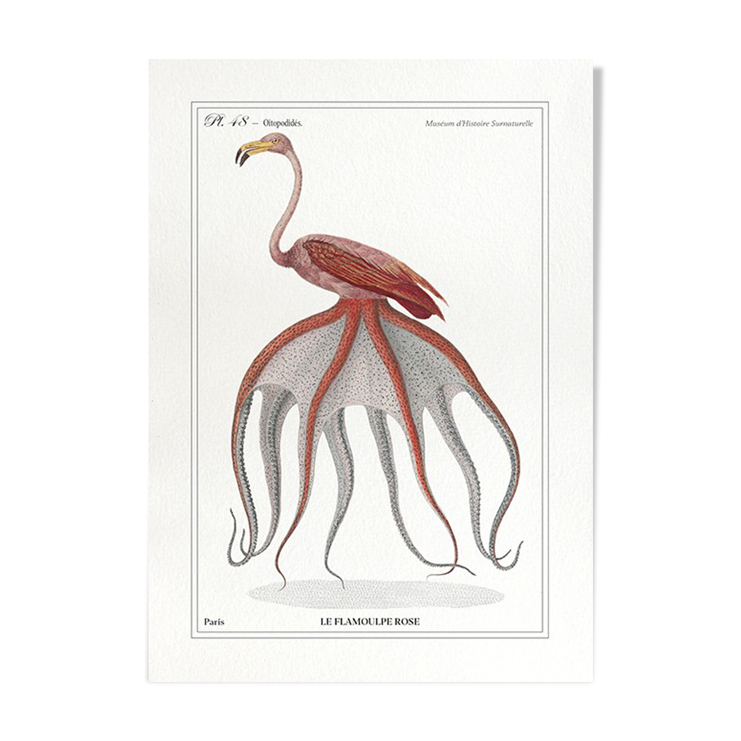 Chimera lithograph animal engraving - the pink flamoulpe