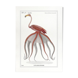 Chimera lithograph animal engraving - the pink flamoulpe