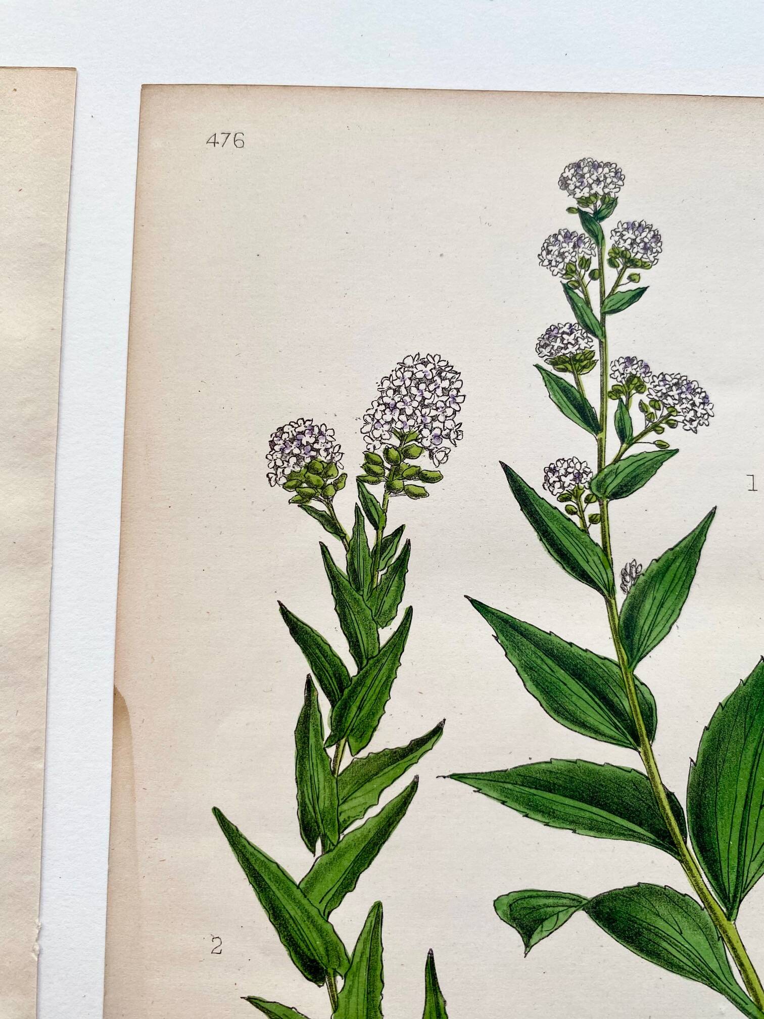 Botanical plates 1878, Ed. London