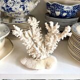 White coral
