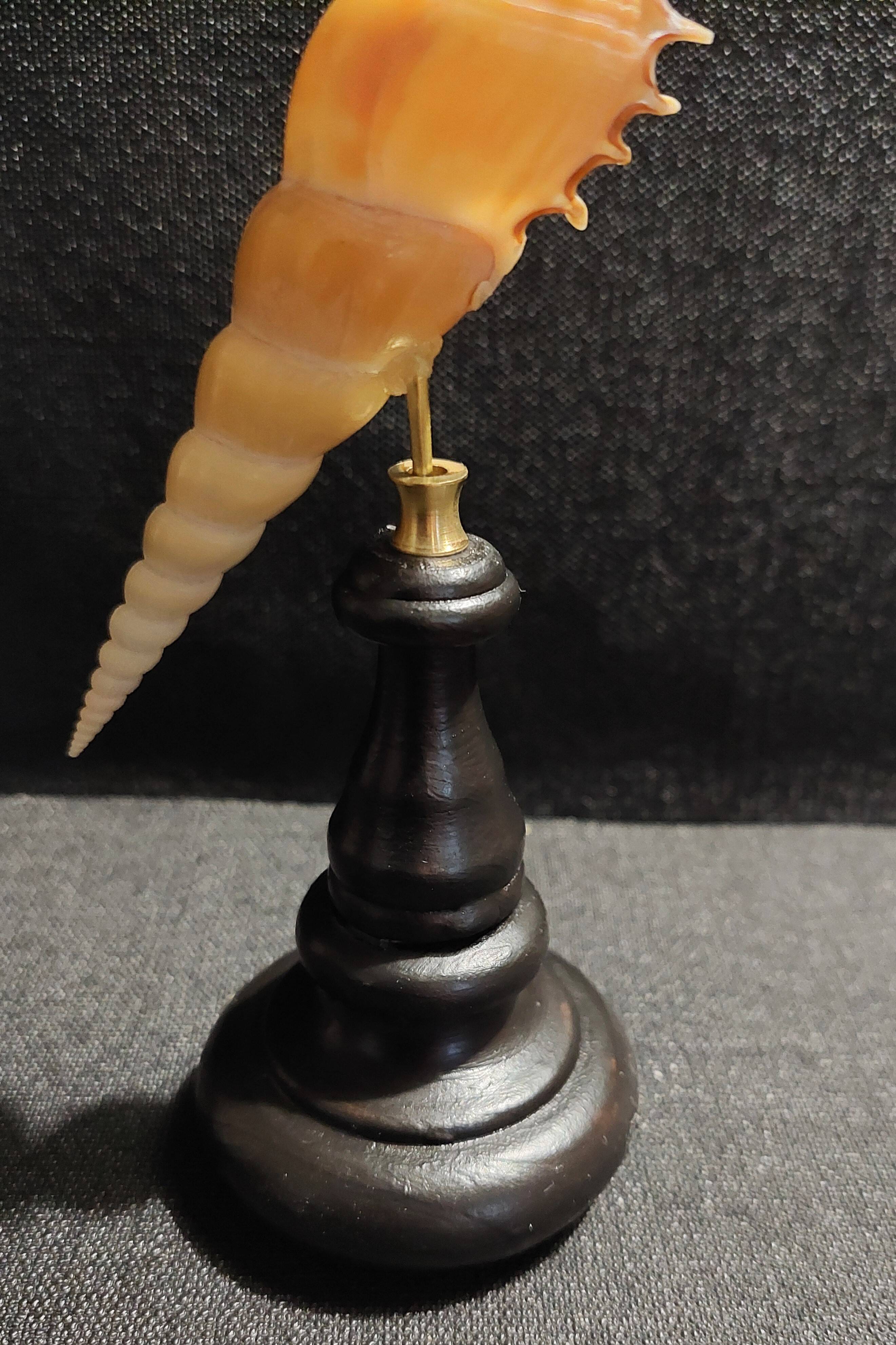 Cabinet of Curiosities tibia fusus shell on base