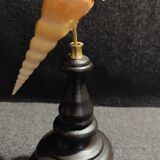 Cabinet of Curiosities tibia fusus shell on base