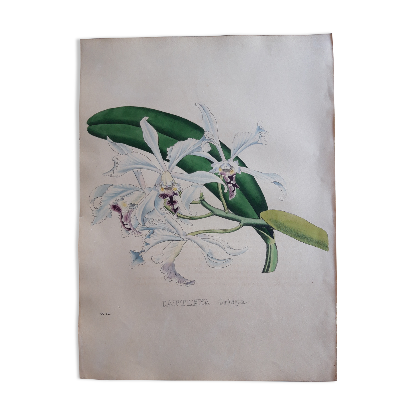 Cattleya Crispa botanical board, lithographed and coloured, Sertum Botanicum 1832