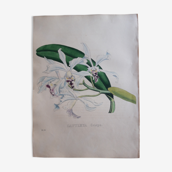 Cattleya Crispa botanical board, lithographed and coloured, Sertum Botanicum 1832