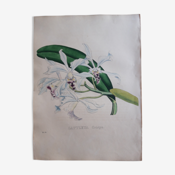 Planche botanique Cattleya Crispa lithographiée et coloriée,  Sertum Botanicum 1832