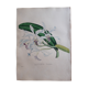 Cattleya Crispa botanical board, lithographed and coloured, Sertum Botanicum 1832