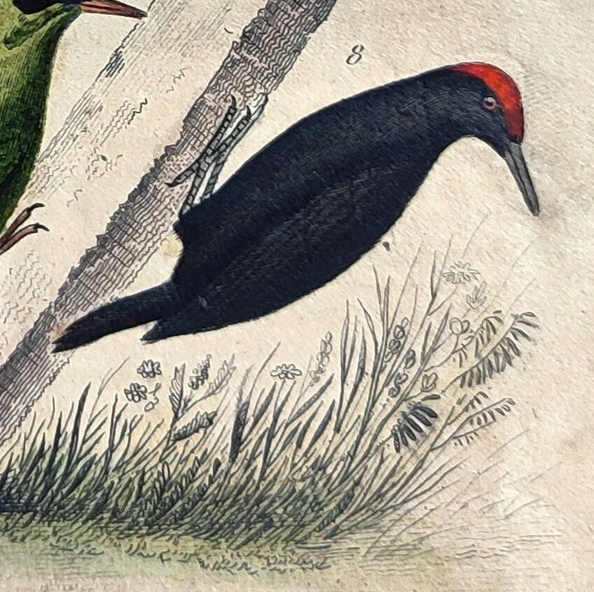 Original ornithological plate "Striped Promerops, Common Bee-eater, Buffon's Nightjar, 1838"