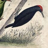 Planche ornithologique originale " Promerops rayé, Guépier commun, Angoulevent de Buffon, 1838