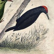 Original ornithological plate "Striped Promerops, Common Bee-eater, Buffon's Nightjar, 1838"