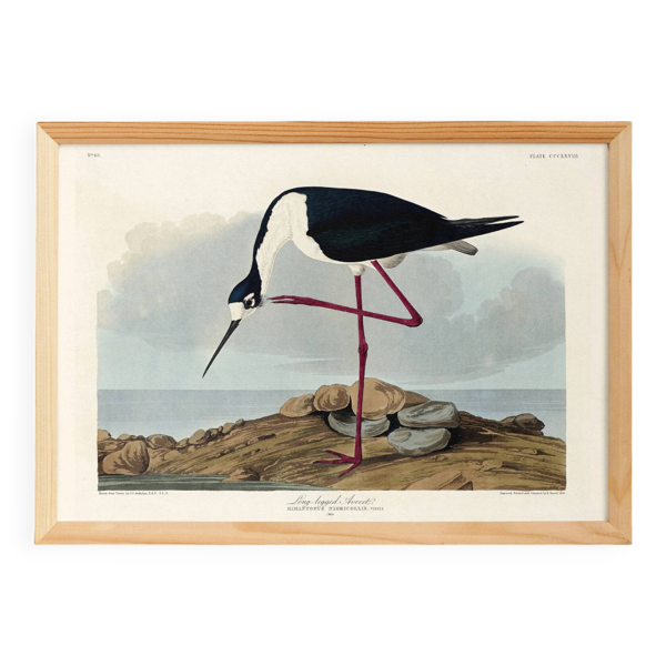 Affiche sur l’échasse d’Amérique, d’après une gravure ancienne de 1827.