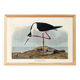 Poster about the American stilt, based on an old engraving from 1827.