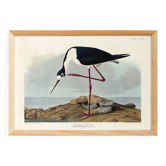 Poster about the American stilt, based on an old engraving from 1827.