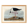 Poster about the American stilt, based on an old engraving from 1827.