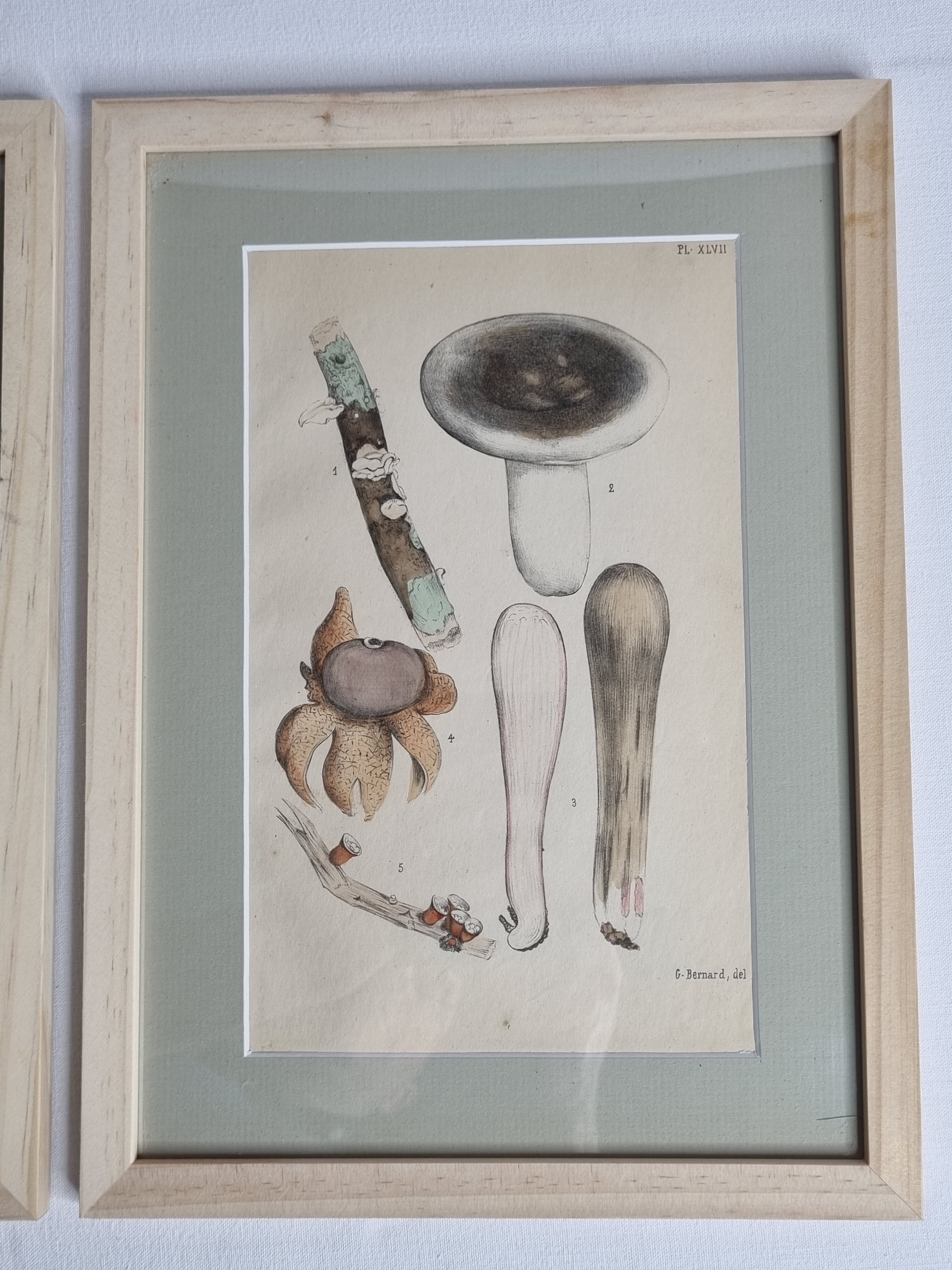 Deux anciennes gravures de champignons aquarellées XIXème siècle d'après G. Bernard