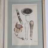 Two old engravings of watercolor mushrooms nineteenth century after G. Bernard