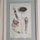 Two old engravings of watercolor mushrooms nineteenth century after G. Bernard