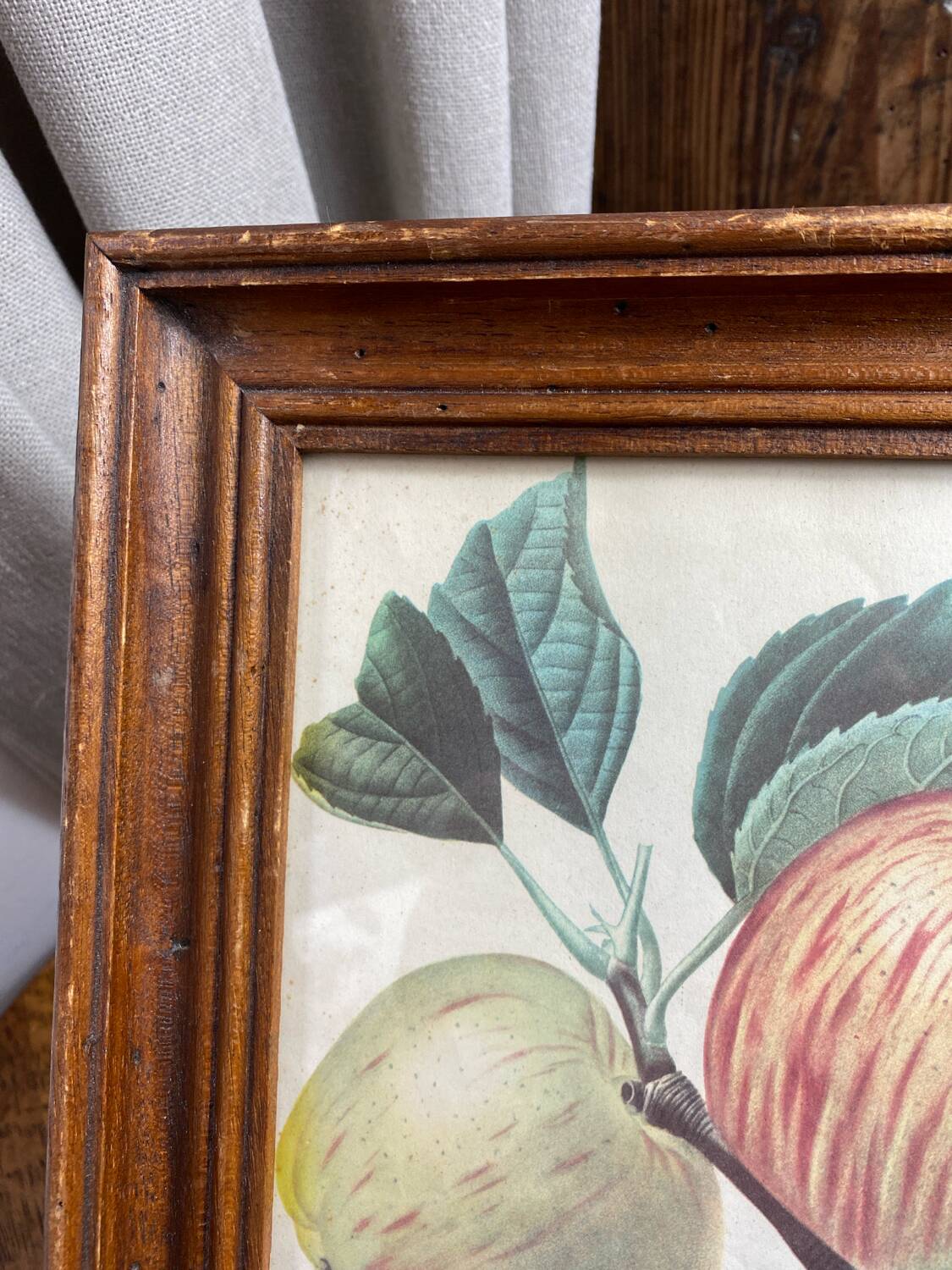 Affiche botanique Langlois encadrée