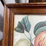 Affiche botanique Langlois encadrée