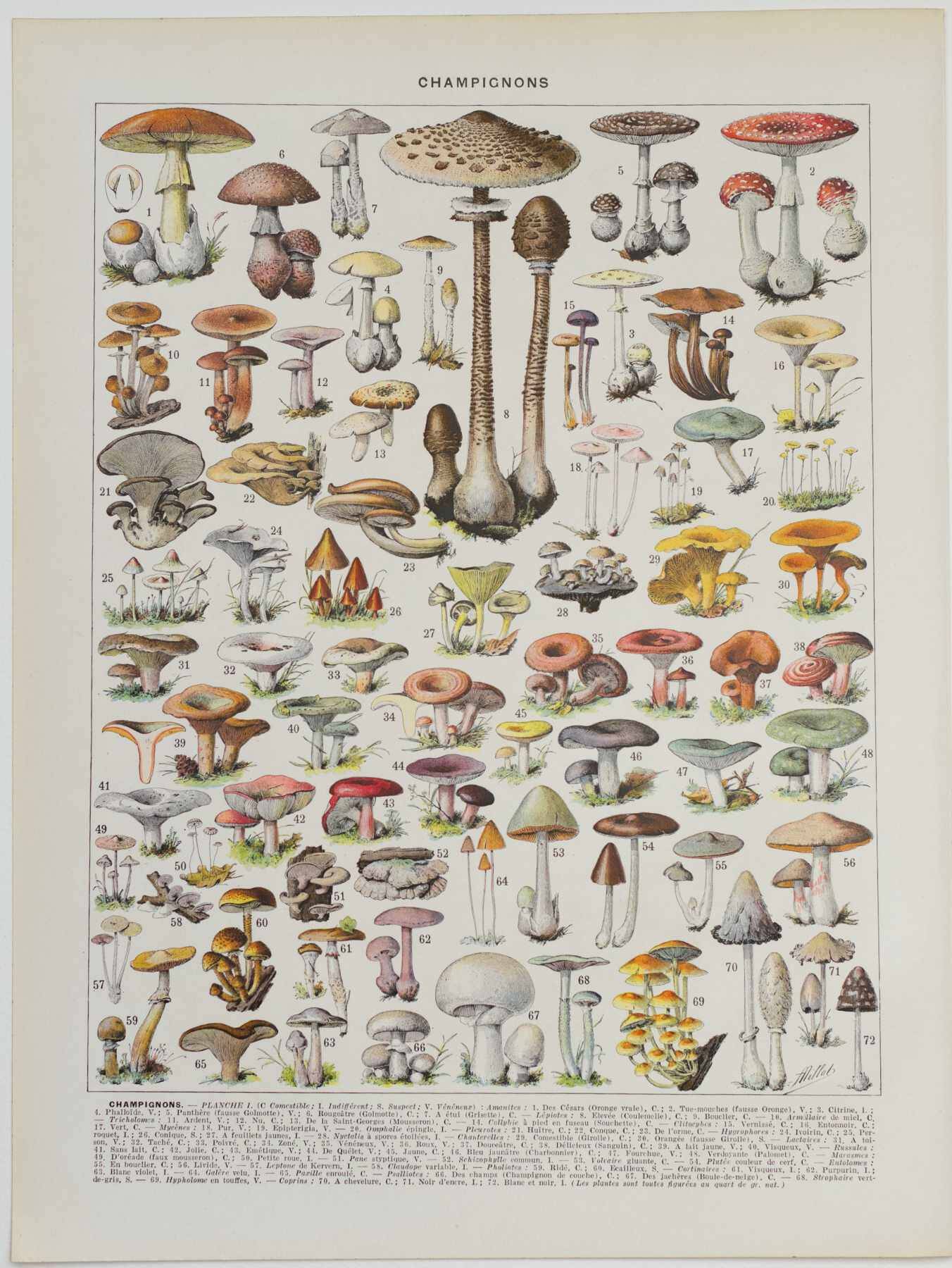 Planche botanique originale "Champignons I" de 1929