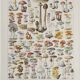 Planche botanique originale "Champignons I" de 1929