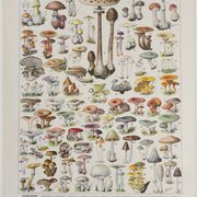 Original botanical plate "Mushrooms I" from 1929