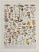 Planche botanique originale "Champignons I" de 1929