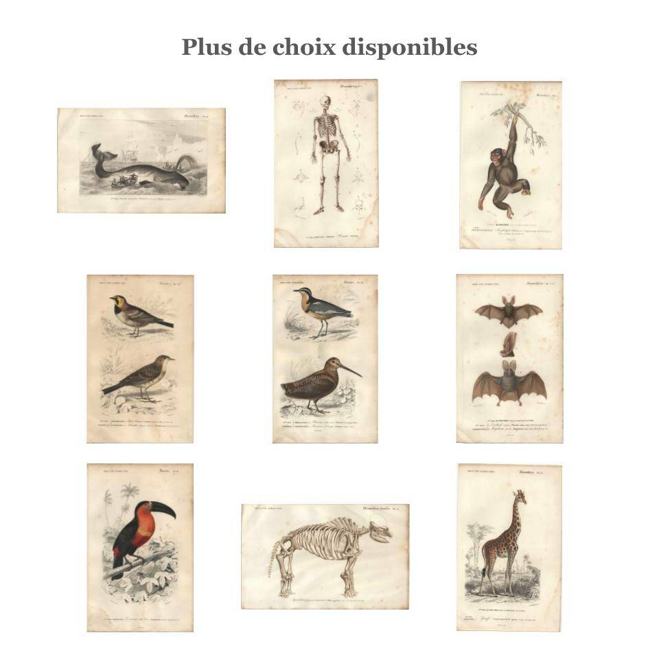 Gravure ancienne 1849 - Girafe par Annedouche