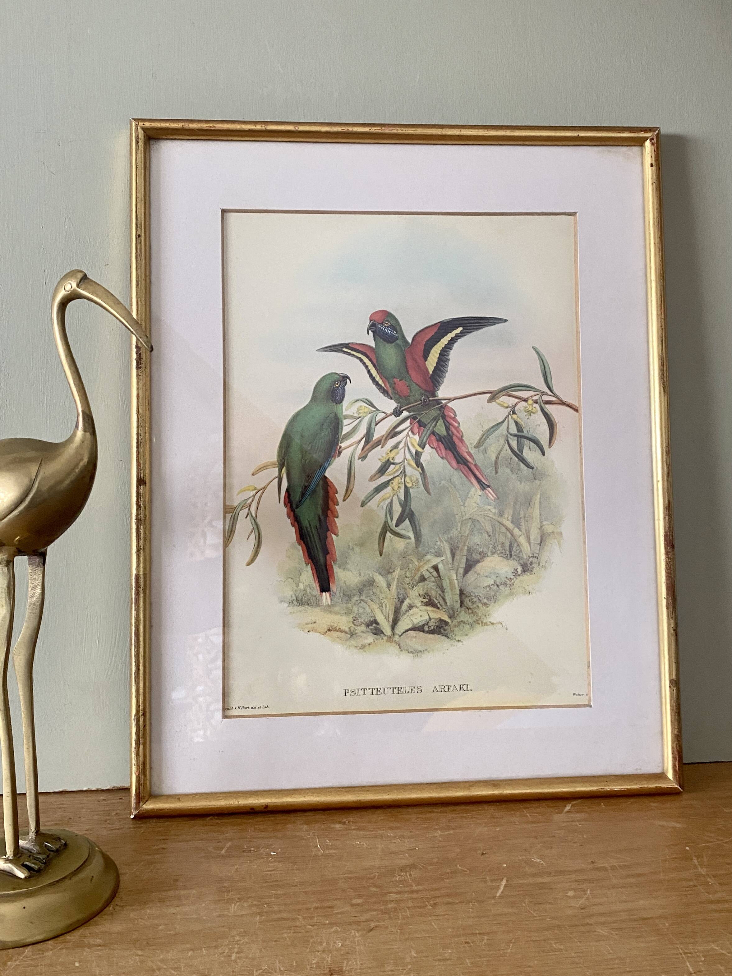 Old poster of birds in its original frame