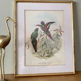 Old poster of birds in its original frame