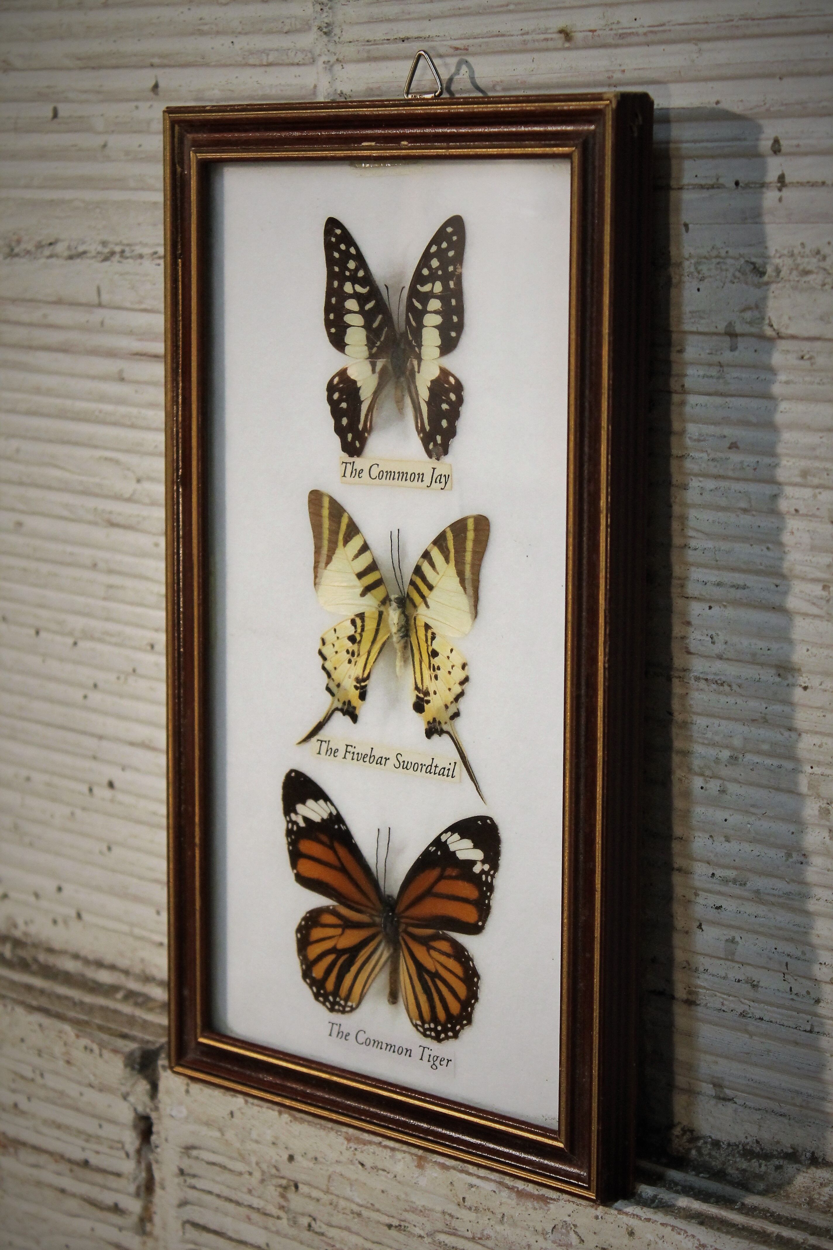 Frame butterfly  80s
