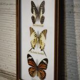 Frame butterfly  80s