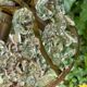 Lustre pampilles D24