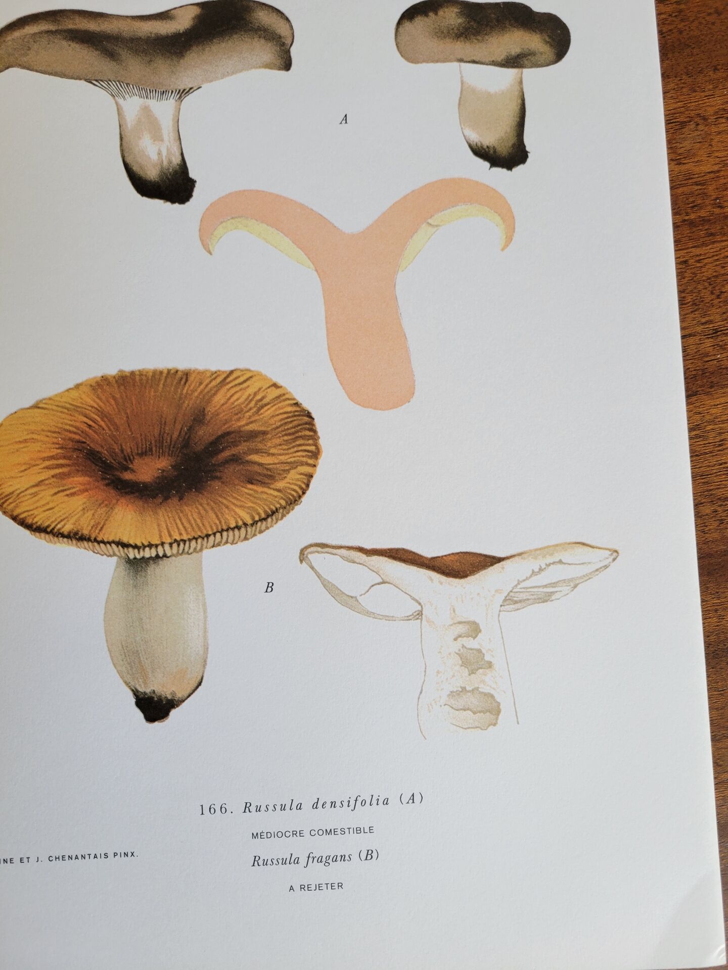 Botanical plate mushroom, 1960