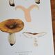 Botanical plate mushroom, 1960