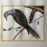 Dove zoology poster