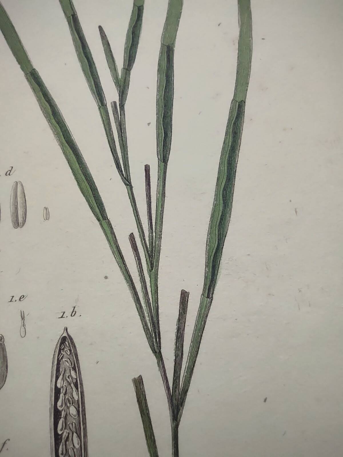 Old engraving from 1838 - Zygene butterfly and herbs - Original zoological and botanical plate