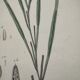Old engraving from 1838 - Zygene butterfly and herbs - Original zoological and botanical plate