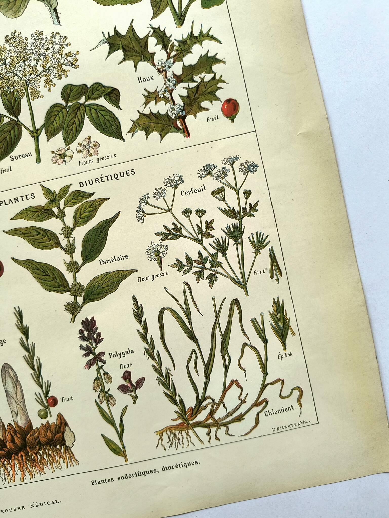 Vintage engraving from 1925 • Sudorific medicinal plants by M. Desse